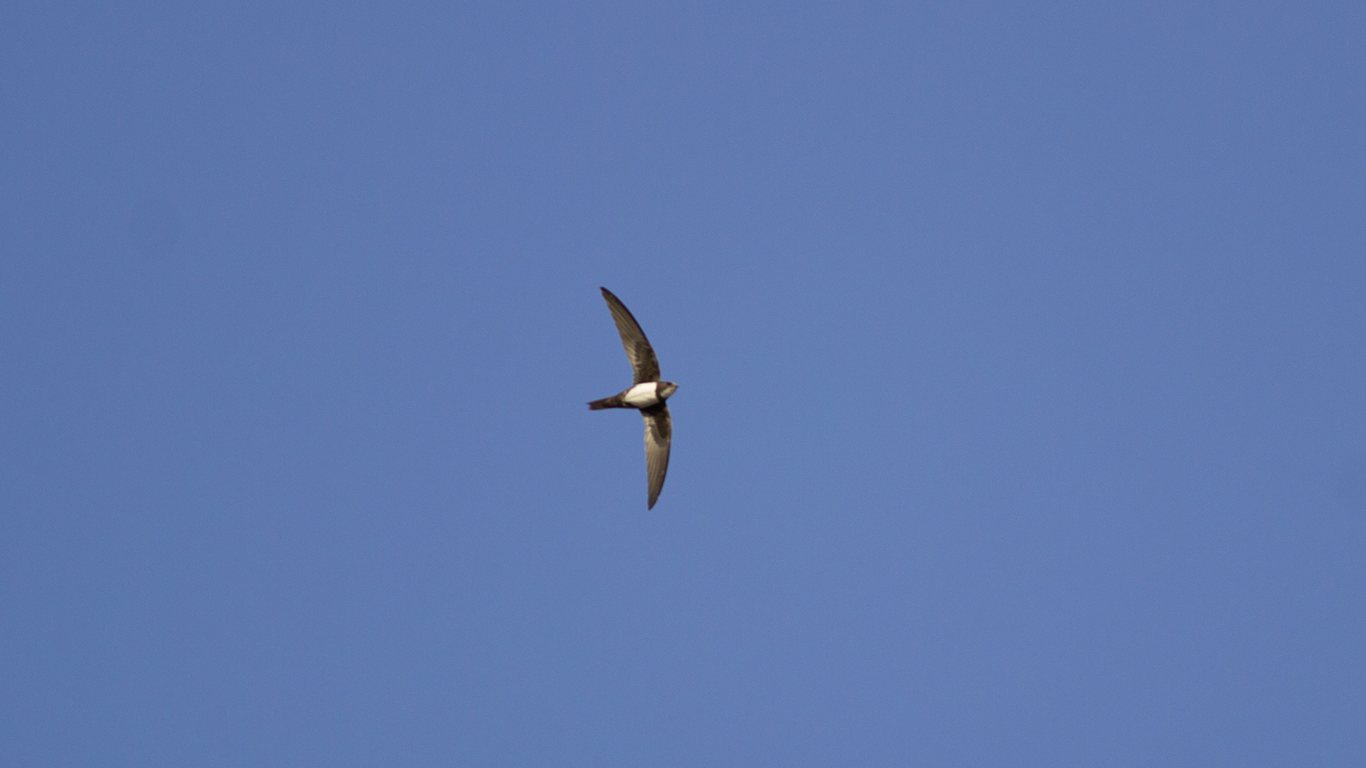 Alpine Swift